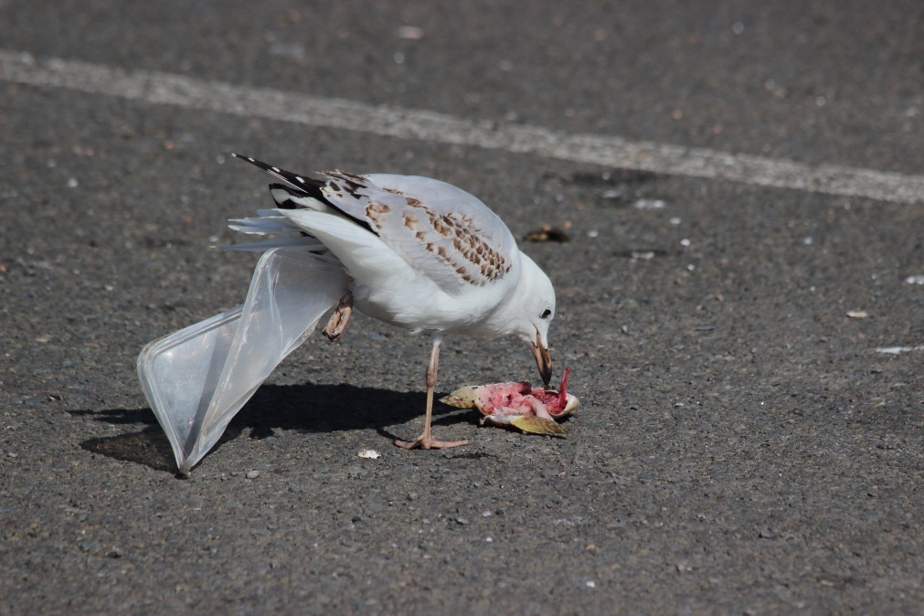 Silver Gull (Silver) - Paul Lynch