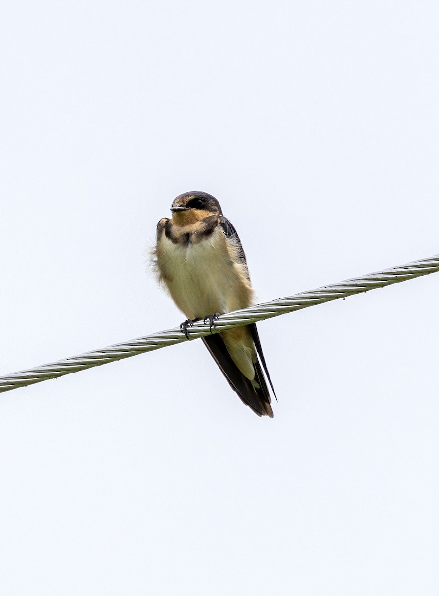 Barn Swallow - ML621452345