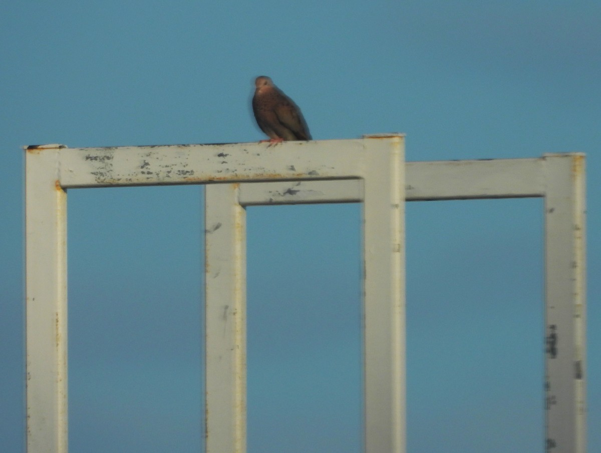 Common Ground Dove - ML621452499