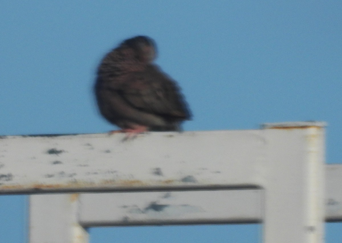 Common Ground Dove - ML621452500