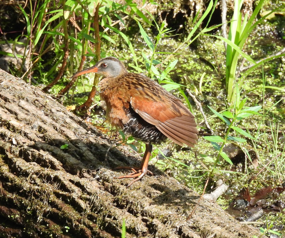 Virginia Rail - ML621452508