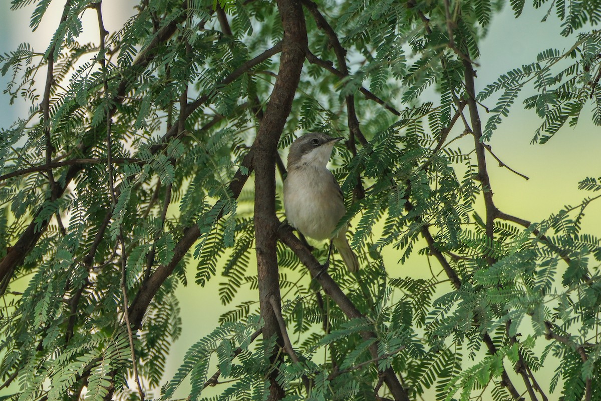 Lesser Whitethroat - ML621452523