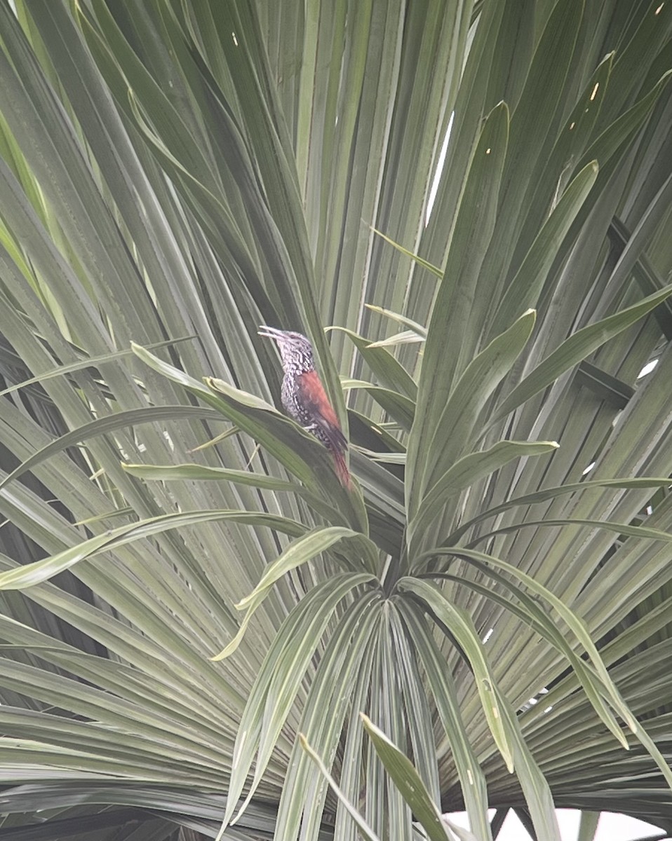 Point-tailed Palmcreeper - ML621452524