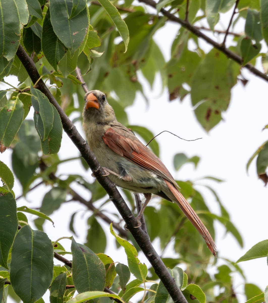 Northern Cardinal - ML621452525