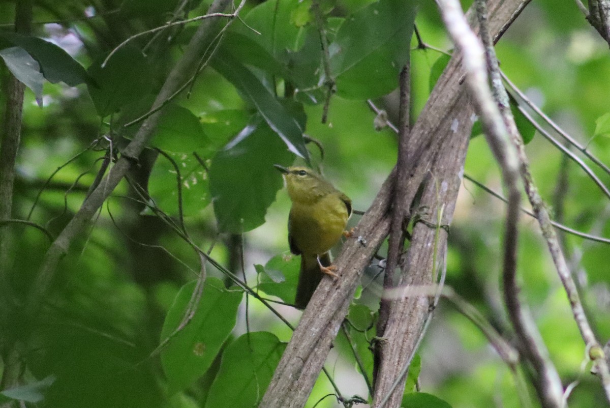 Two-banded Warbler - ML621452529