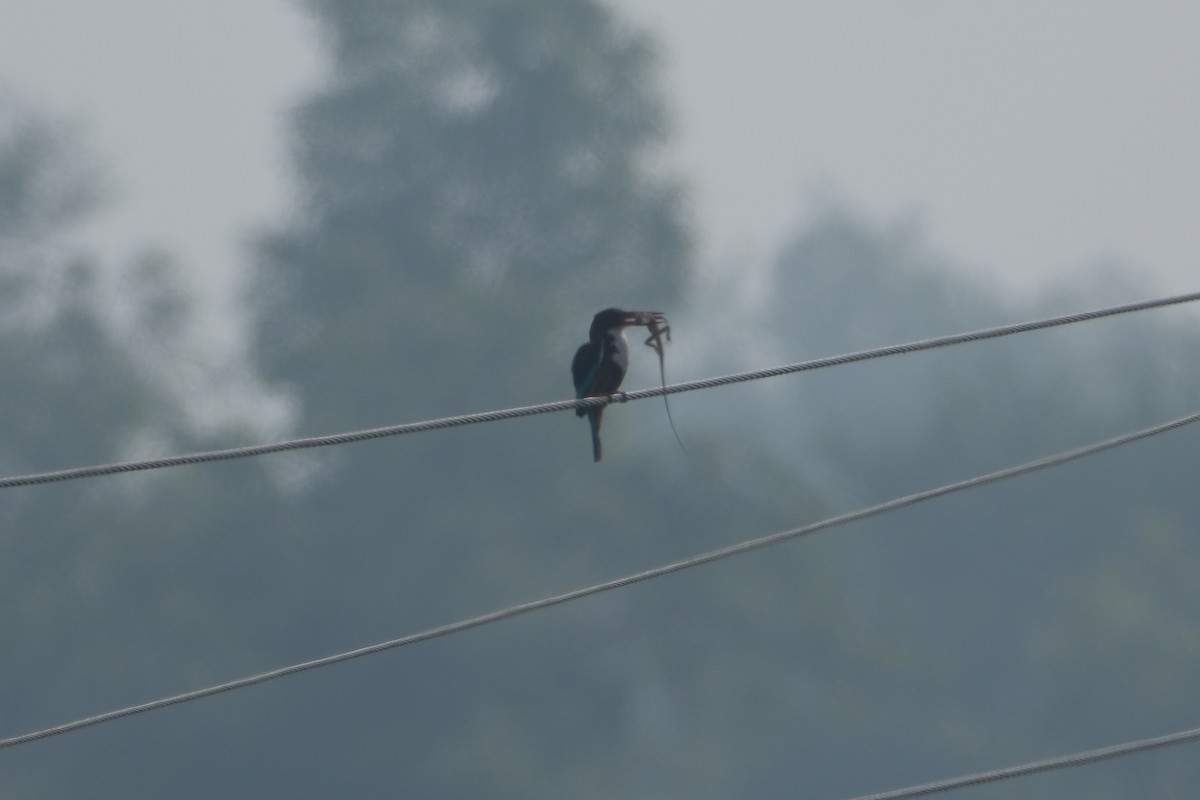 White-throated Kingfisher - ML621452581