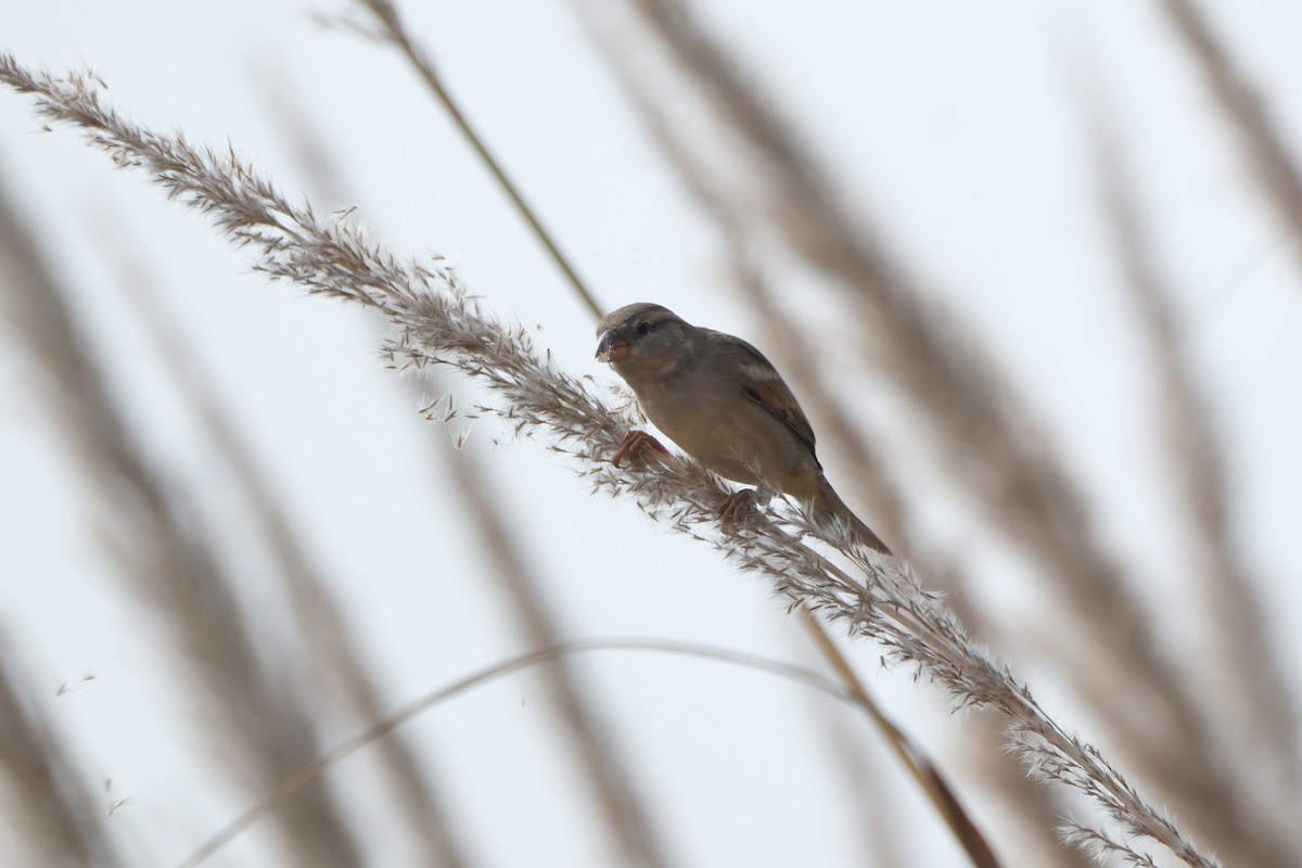 House Sparrow - ML621452584