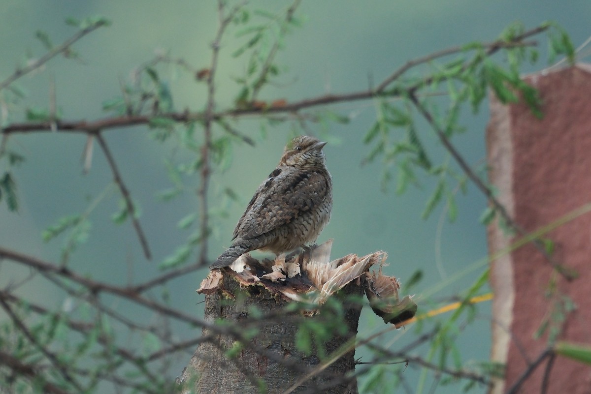 Eurasian Wryneck - ML621452622