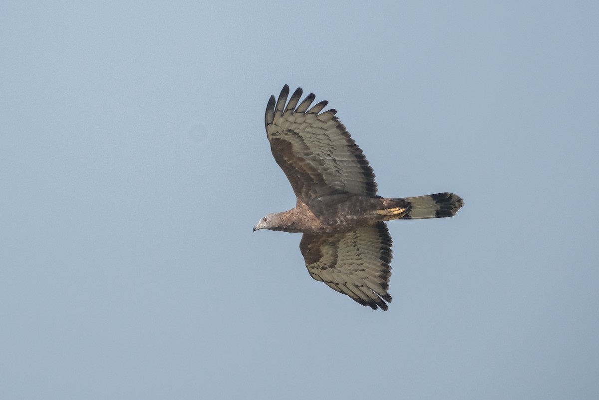 Oriental Honey-buzzard - ML621452630