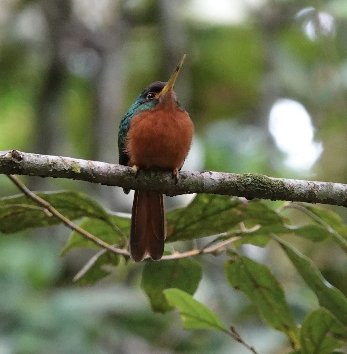 Yellow-billed Jacamar - ML621452635