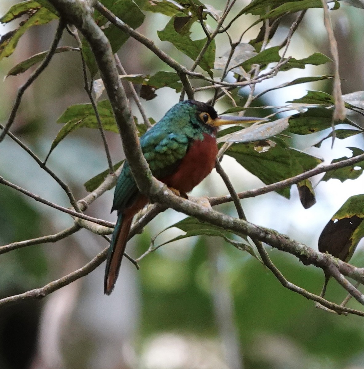 Yellow-billed Jacamar - ML621452636