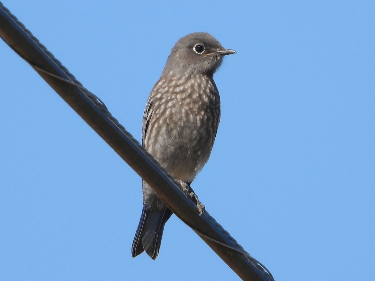 Western Bluebird - ML621452640