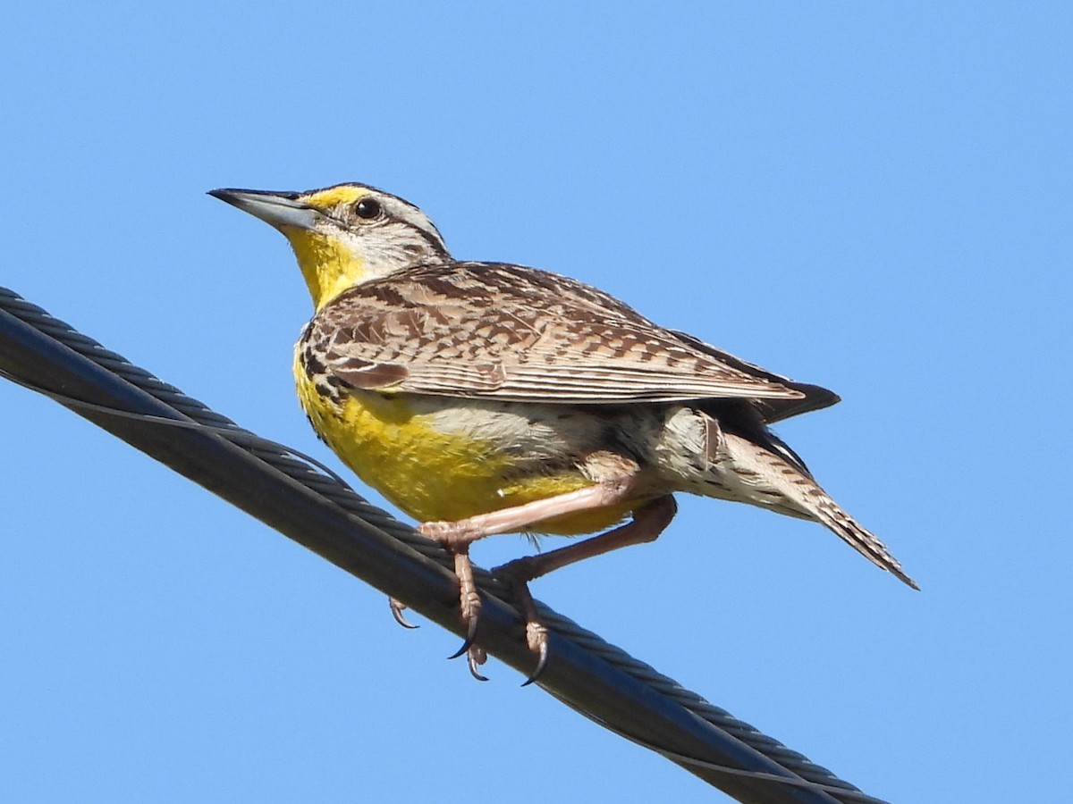 Western Meadowlark - Silas Lewis