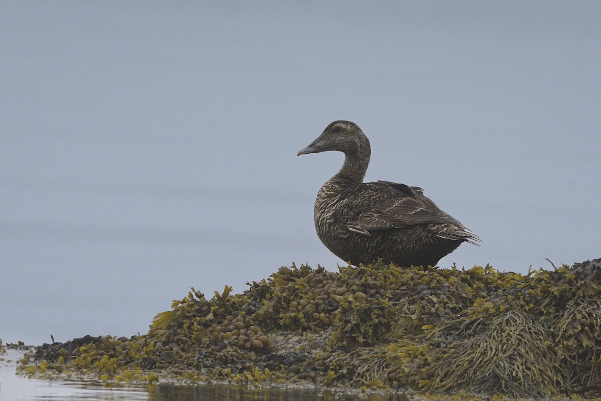 Common Eider - ML621452655