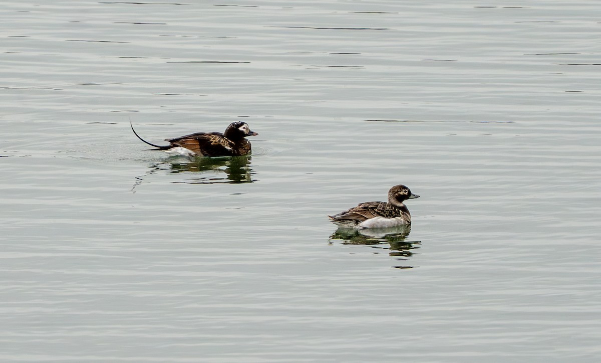 Long-tailed Duck - ML621452659