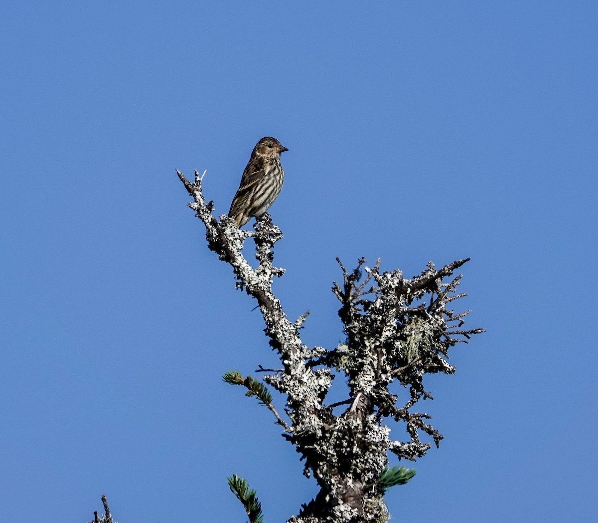 Pine Siskin - ML621452683