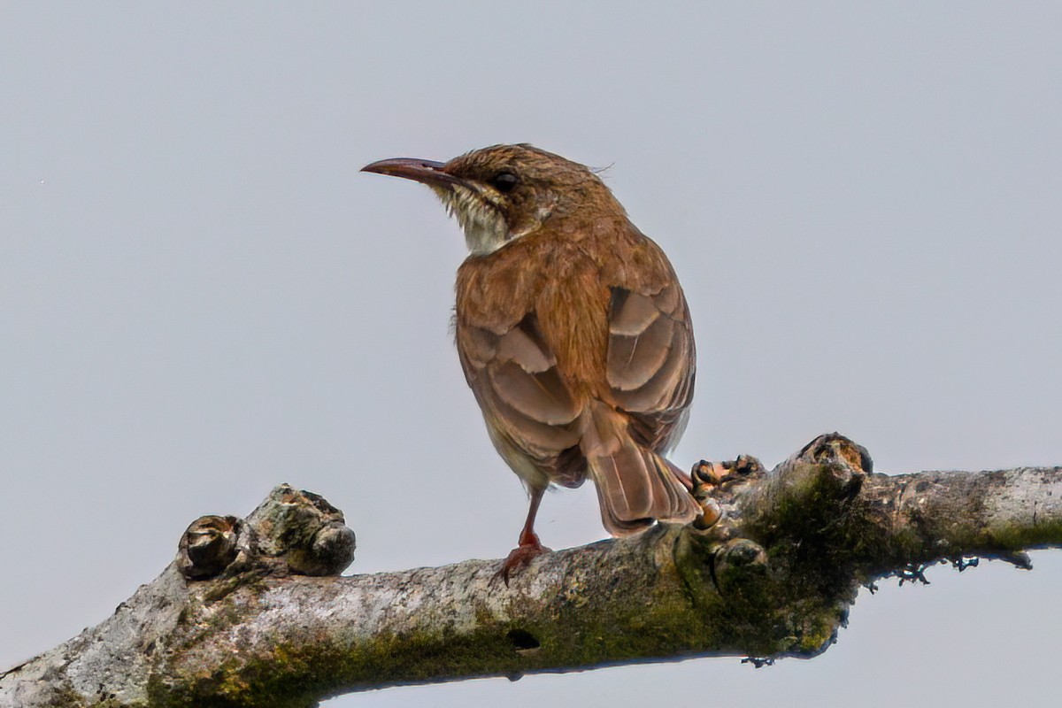 Brown-backed Honeyeater - ML621452712