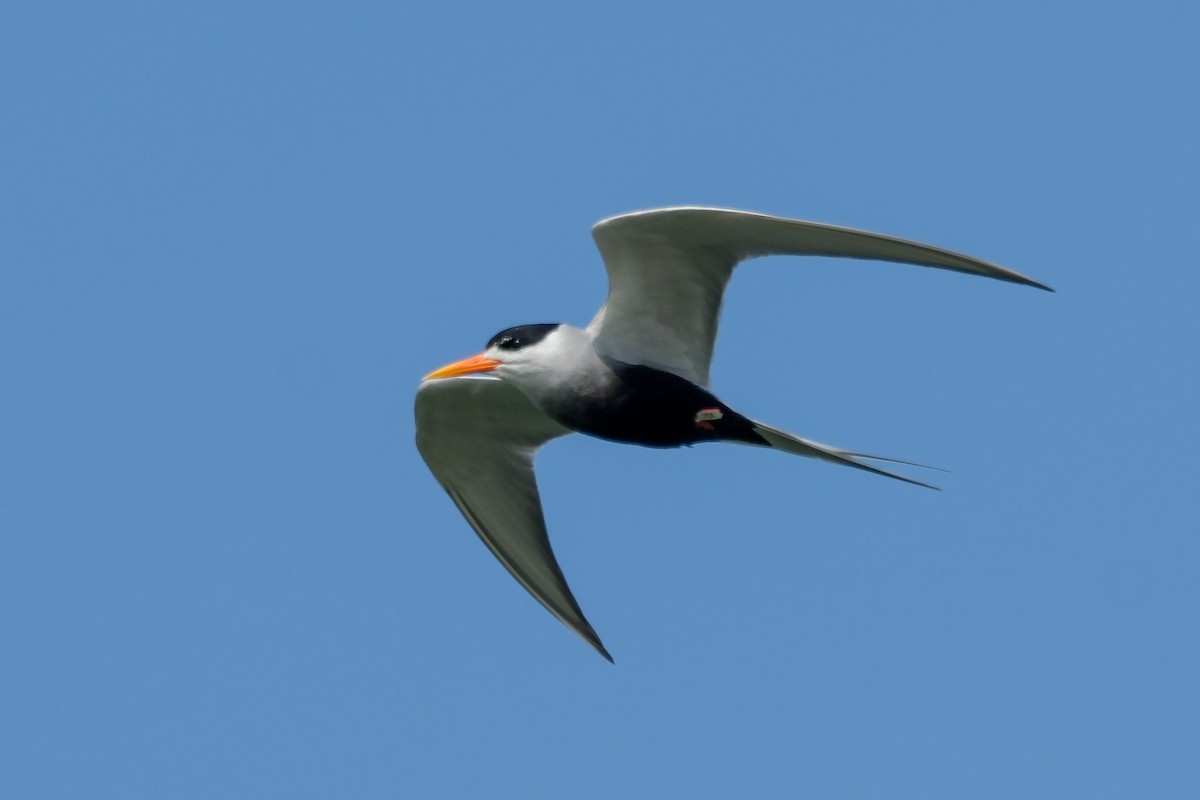 Black-bellied Tern - Oscar Vazquez