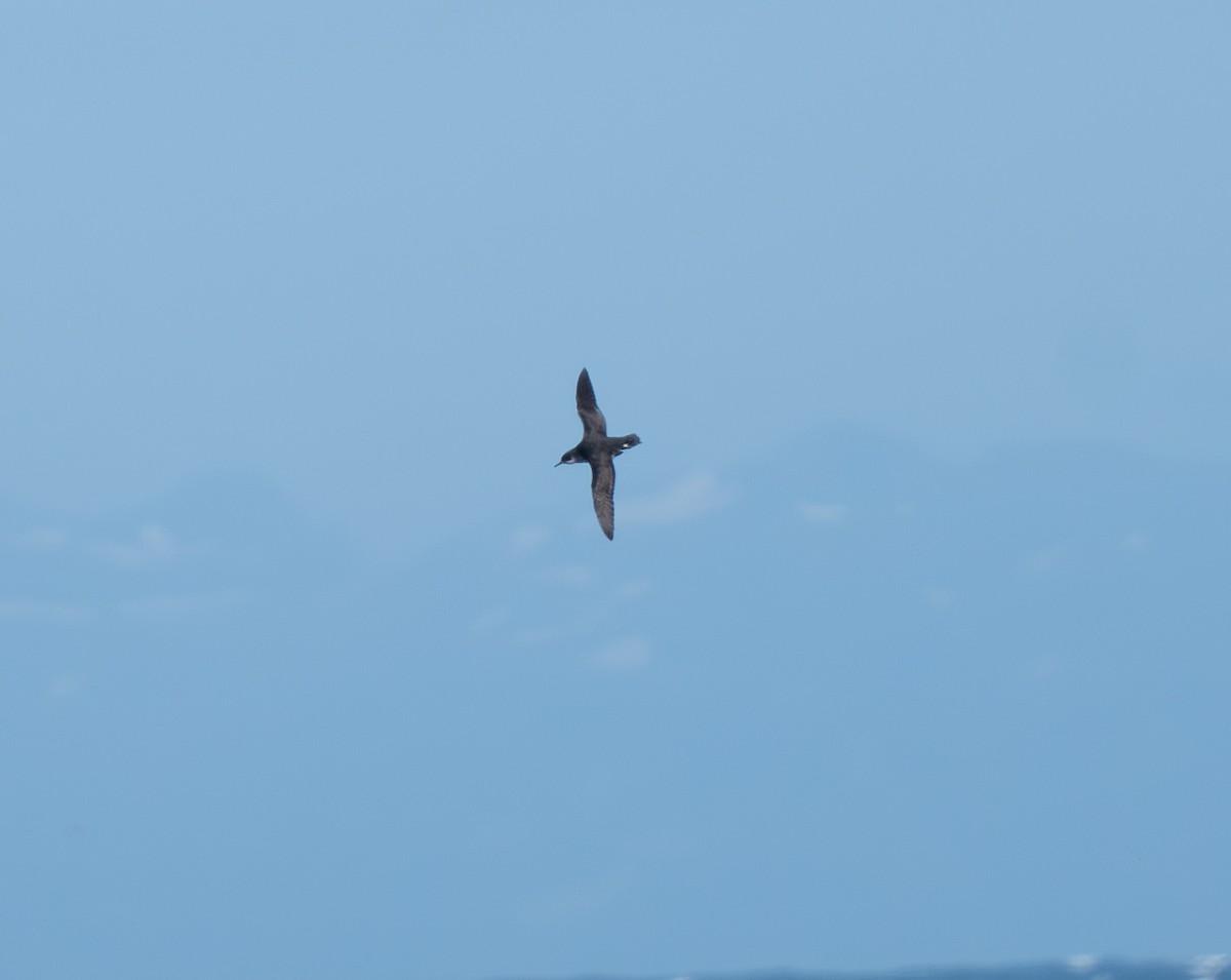 Manx Shearwater - ML621452768