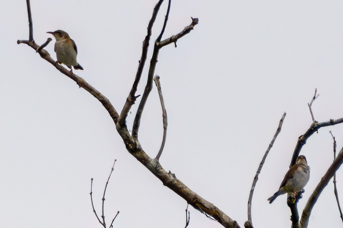 Brown-backed Honeyeater - ML621452780