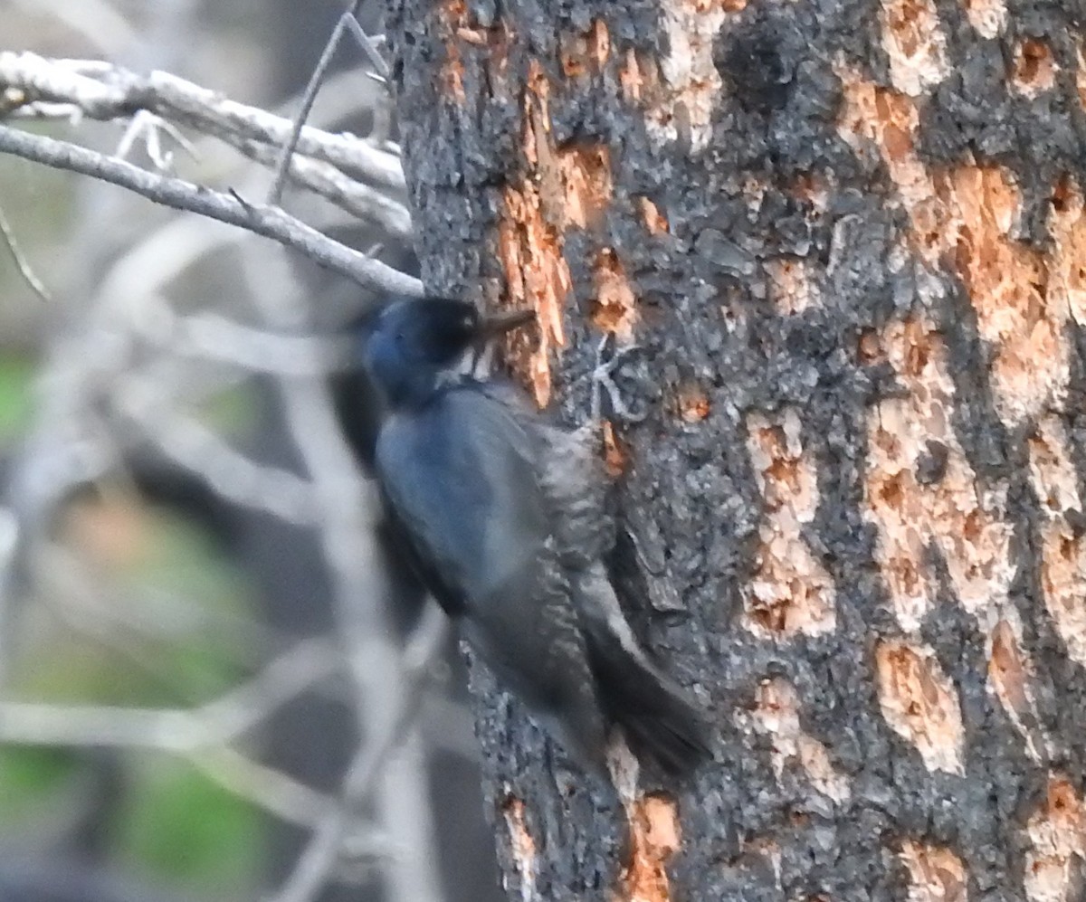 Black-backed Woodpecker - ML62145291