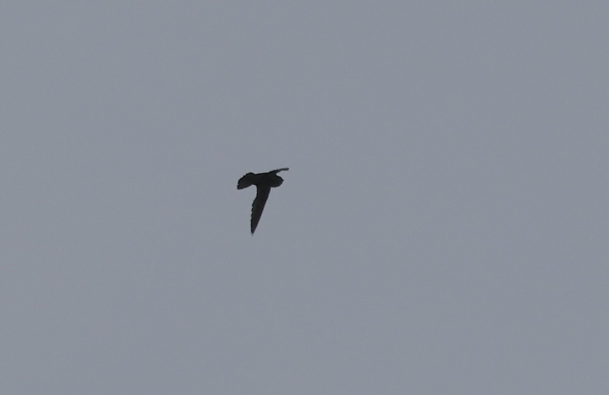 Spot-fronted Swift - ML621452938