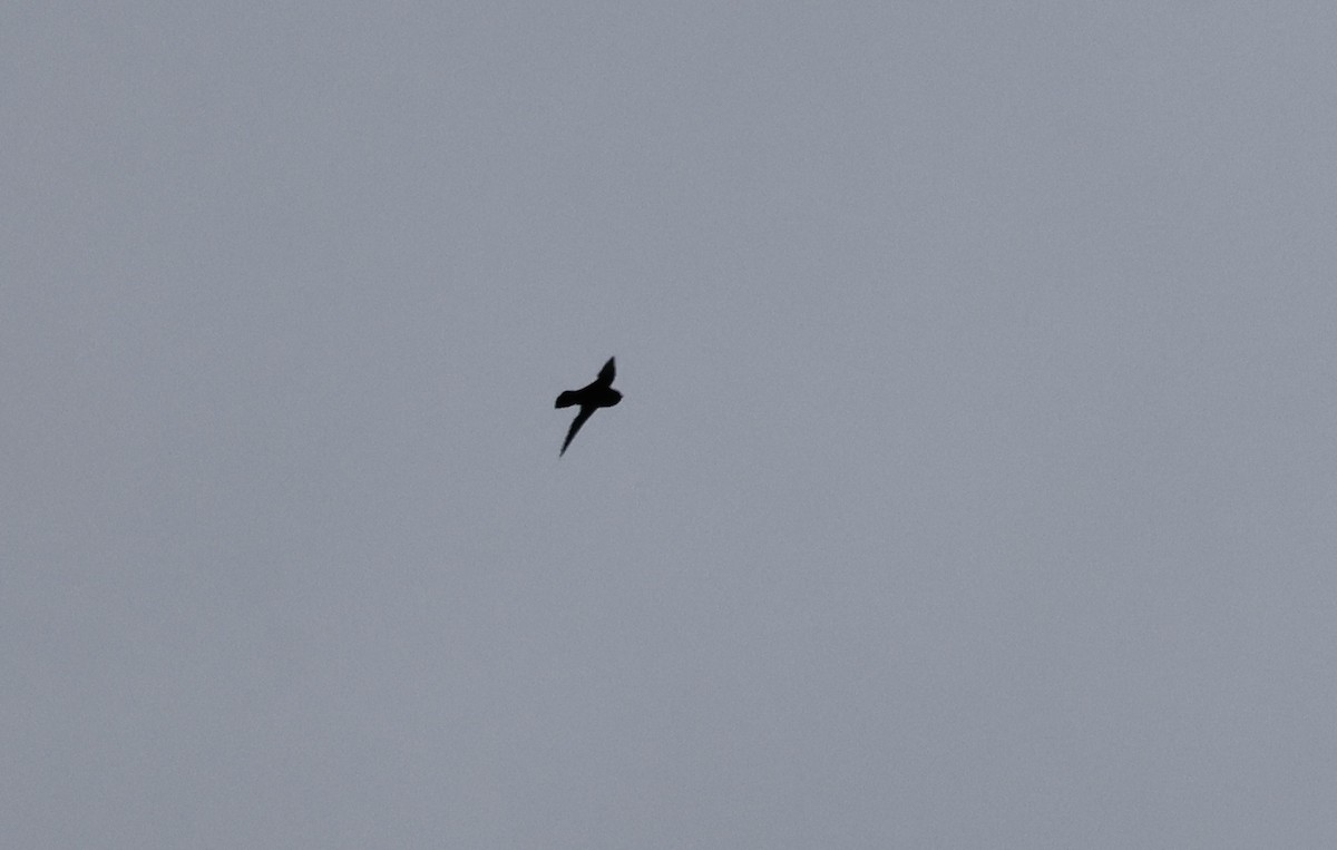 Spot-fronted Swift - ML621452941