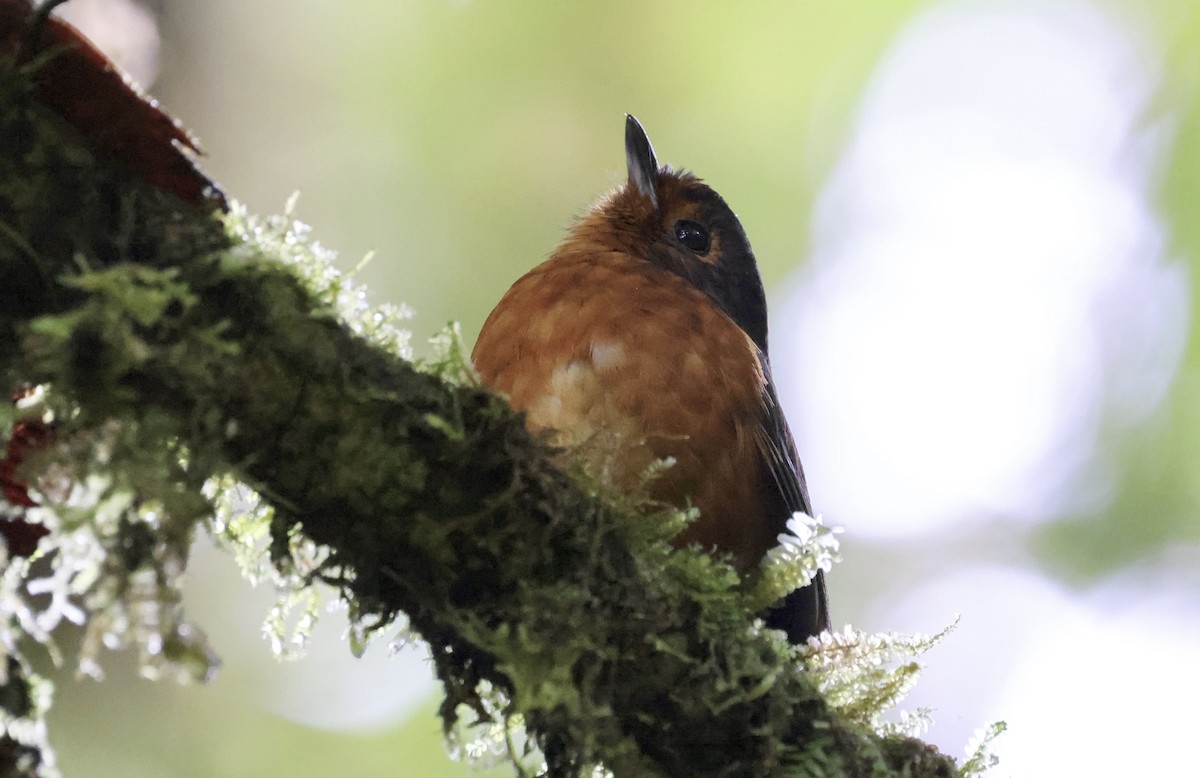Slate-crowned Antpitta (Slate-crowned) - ML621453063
