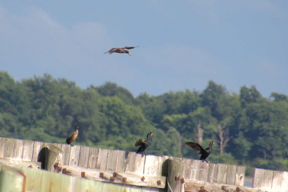 Double-crested Cormorant - ML621453174