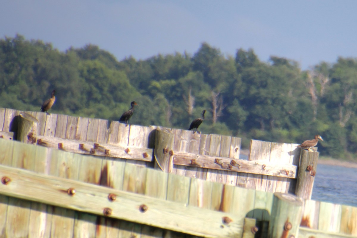 Double-crested Cormorant - ML621453176