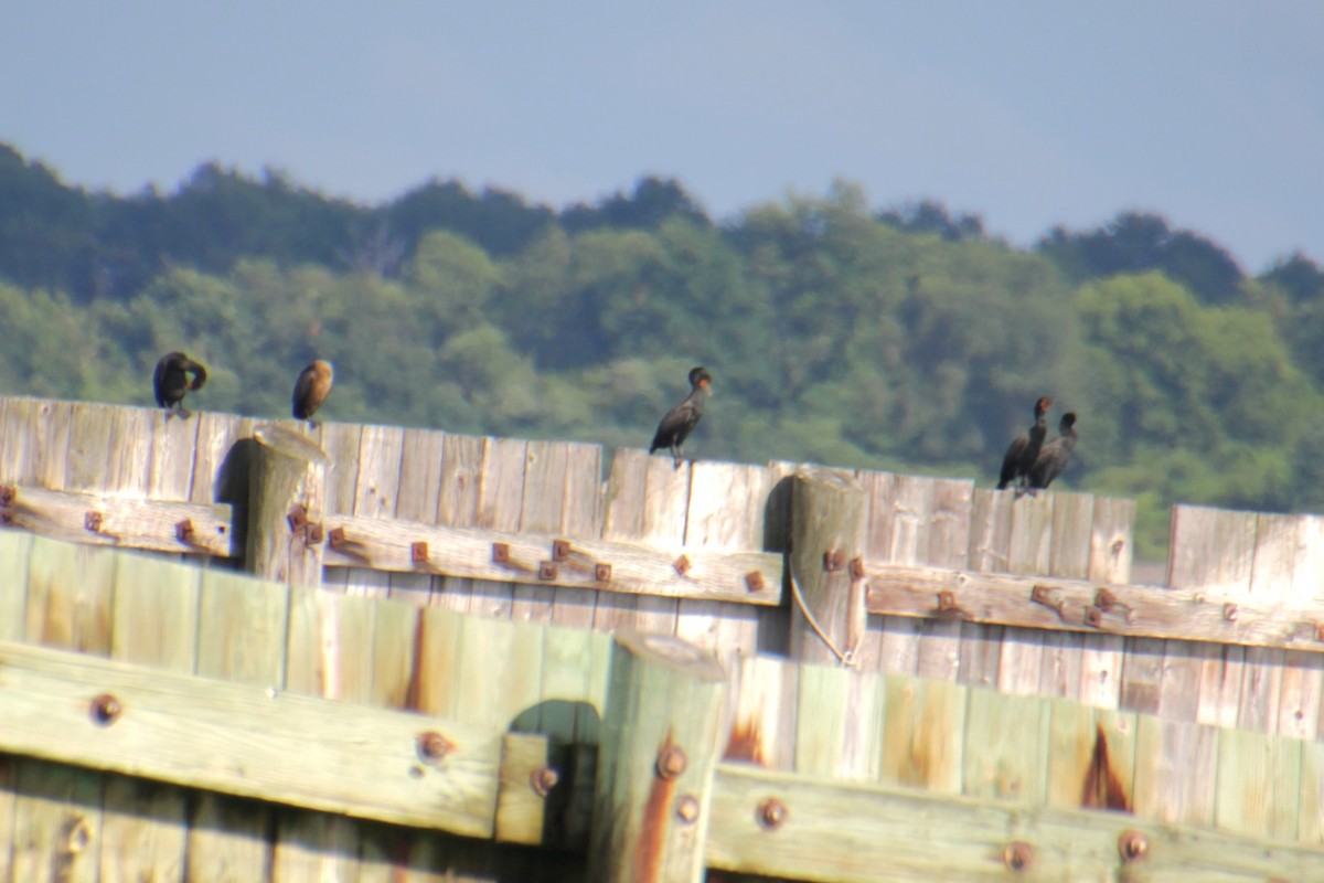 Double-crested Cormorant - ML621453177