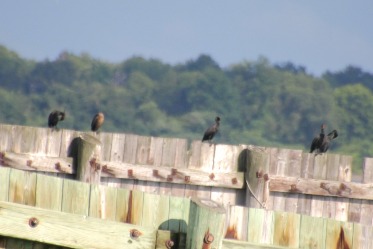 Double-crested Cormorant - ML621453178