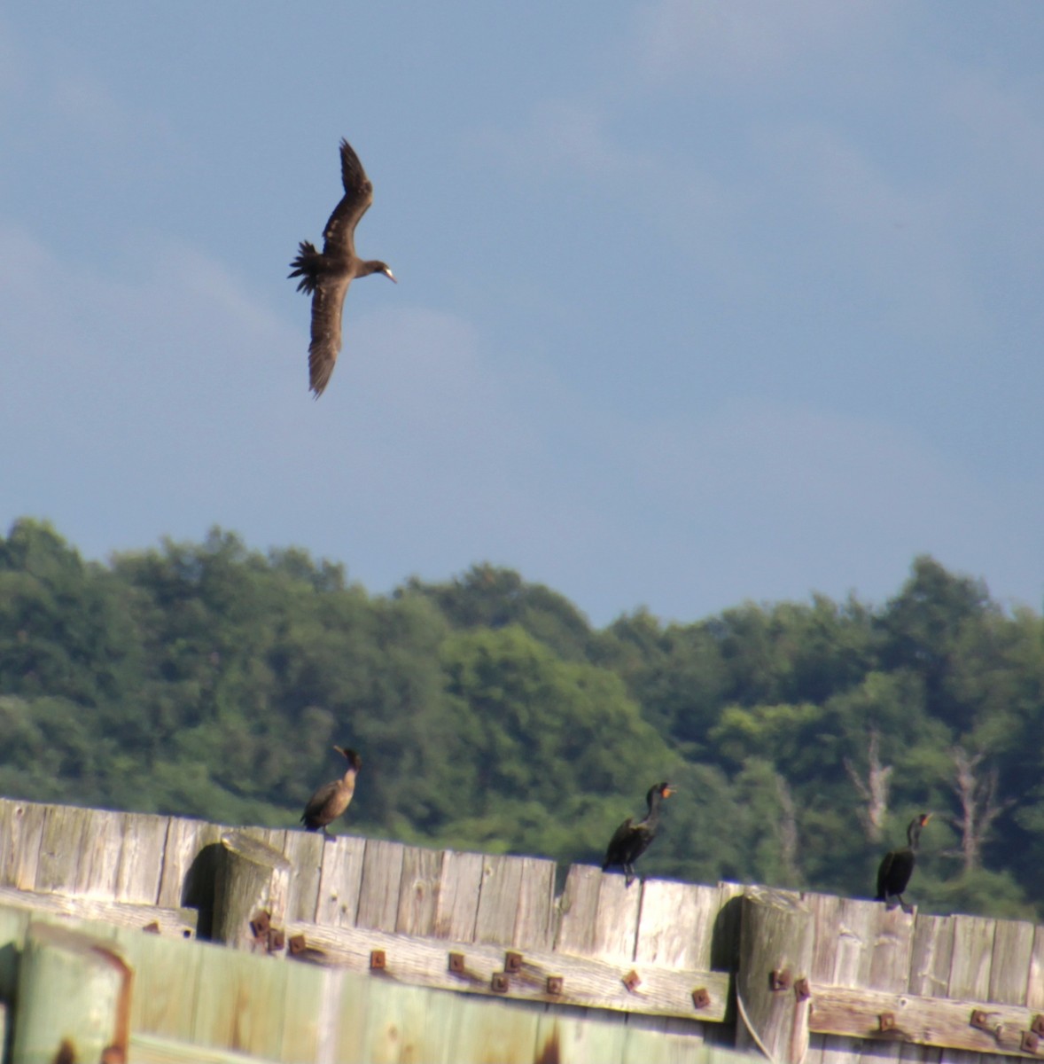 Double-crested Cormorant - ML621453179