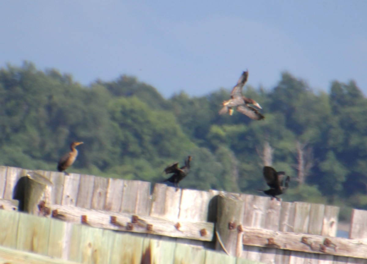 Double-crested Cormorant - Samuel Harris