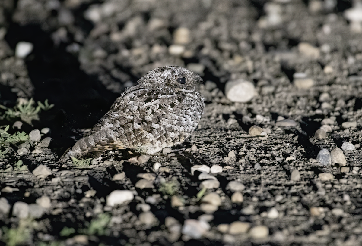 Common Poorwill - ML621453223