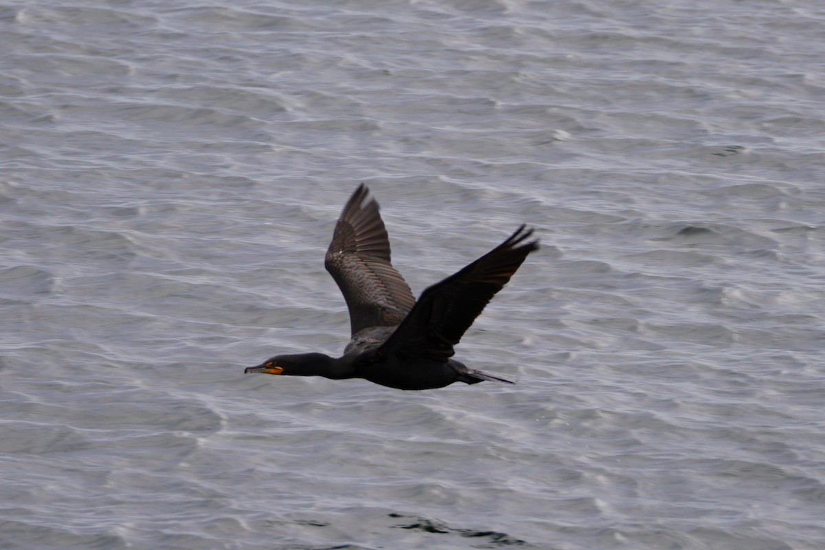 Double-crested Cormorant - ML621453288