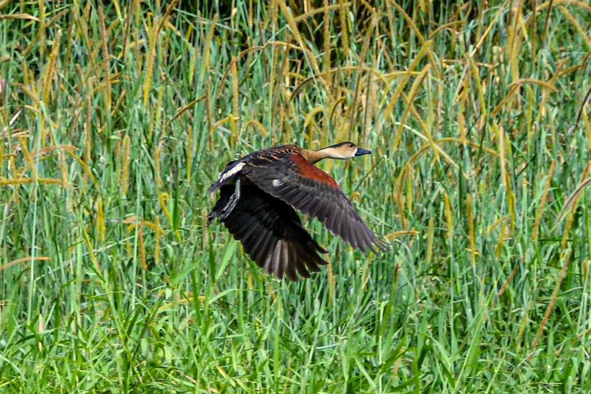 Wandering Whistling-Duck - ML621453290