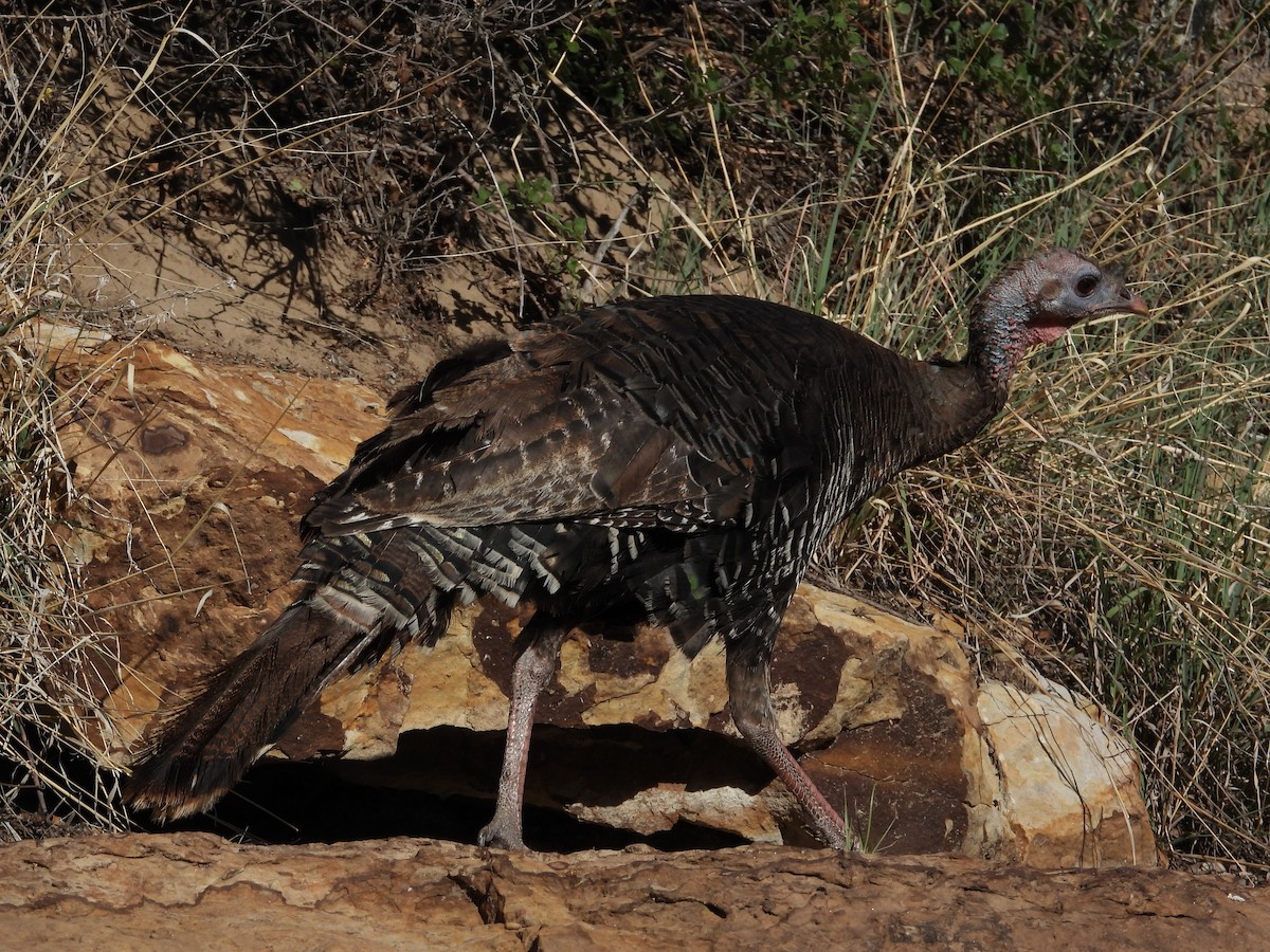 Wild Turkey - ML621453347