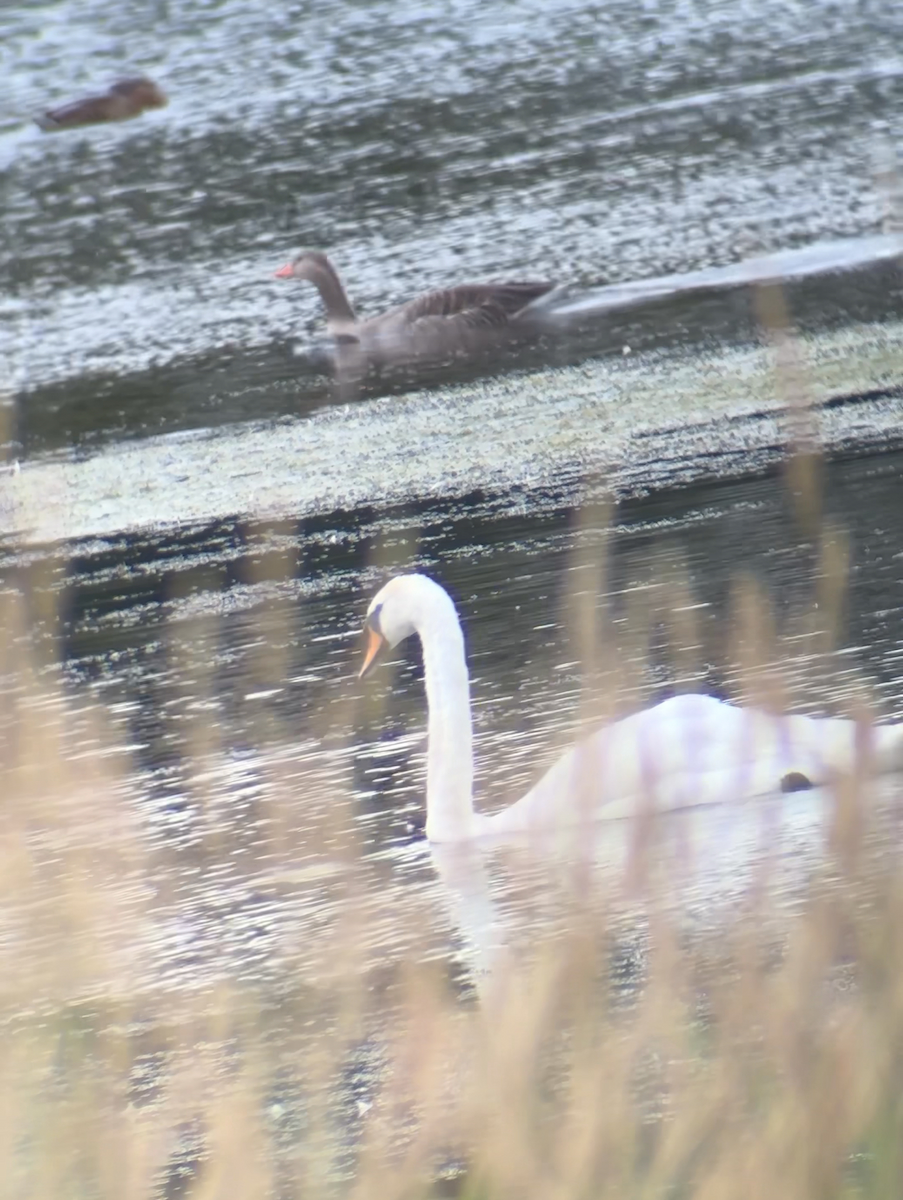 Mute Swan - ML621453352