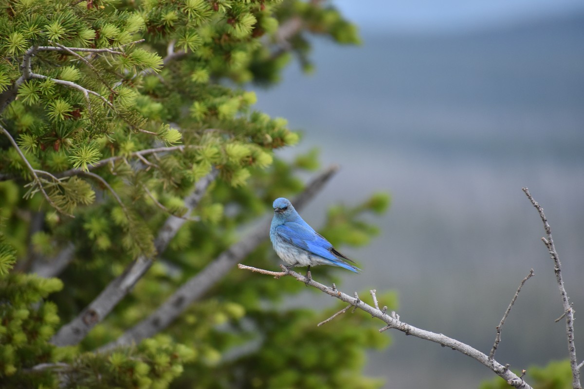 Mountain Bluebird - ML621453370