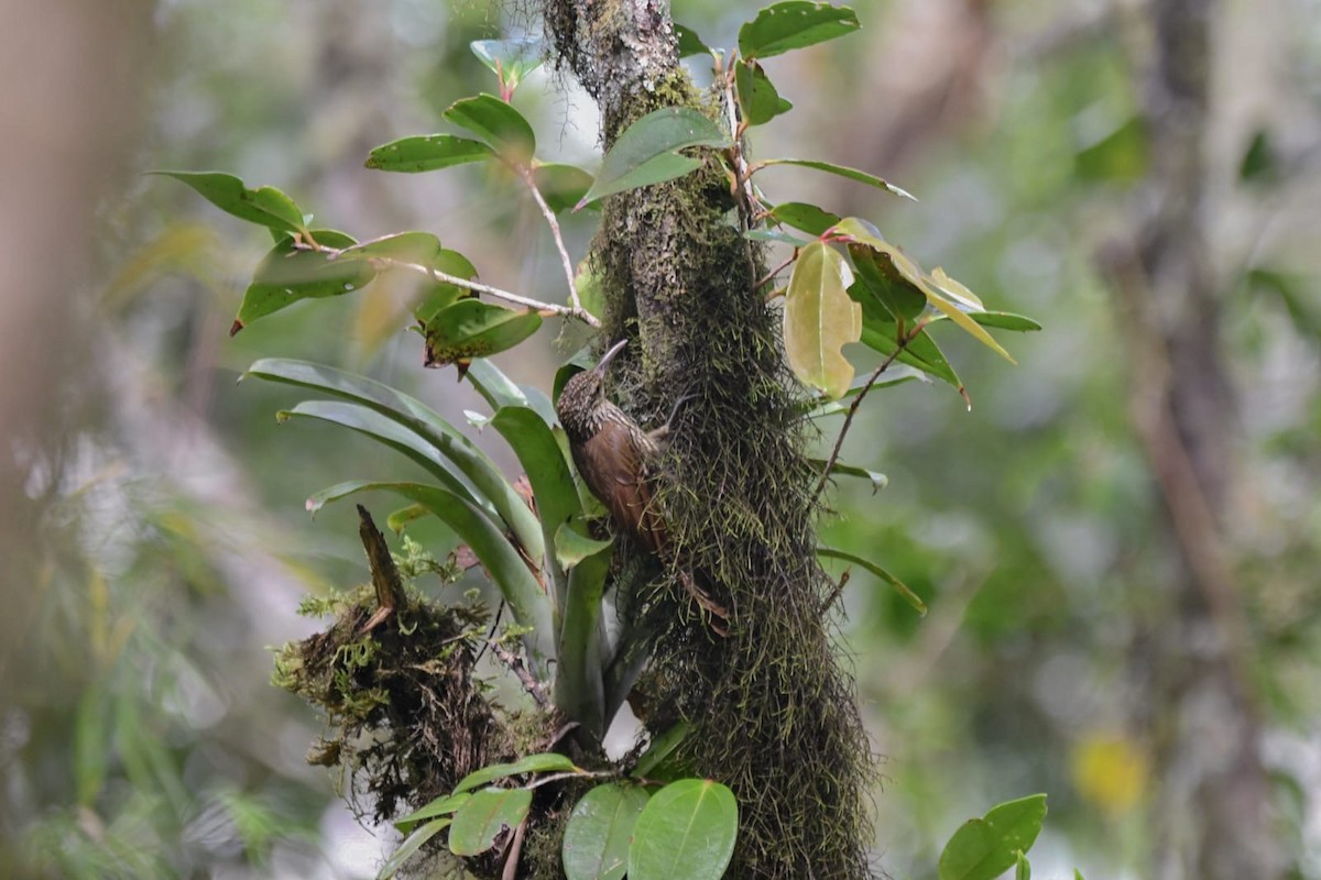 Spot-crowned Woodcreeper - ML621453387