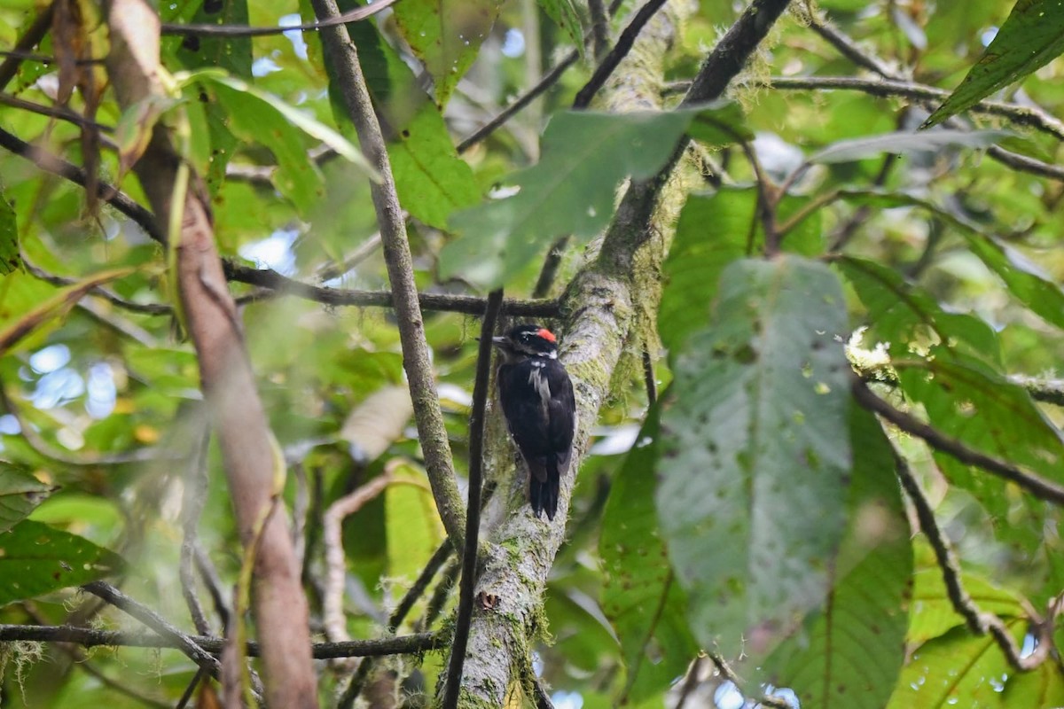 Hairy Woodpecker - ML621453402