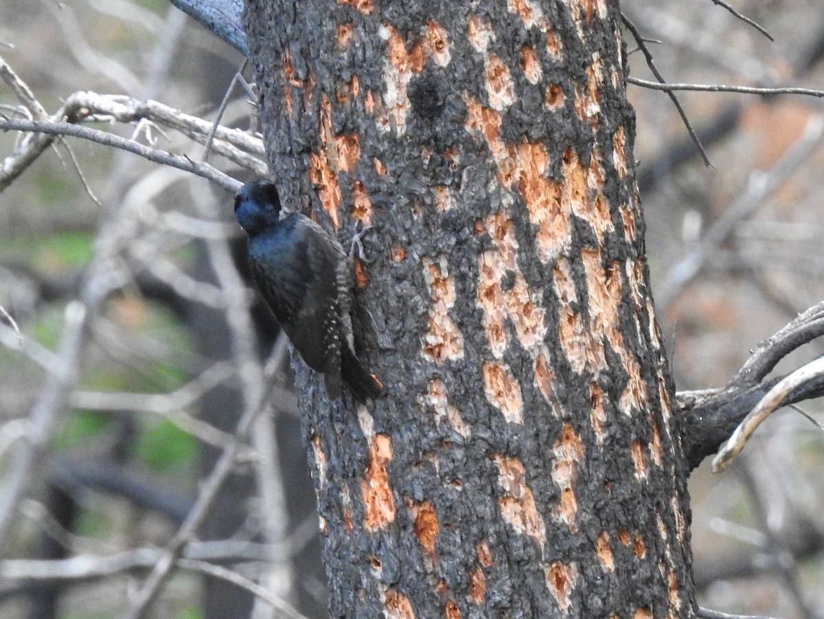 Black-backed Woodpecker - ML62145341