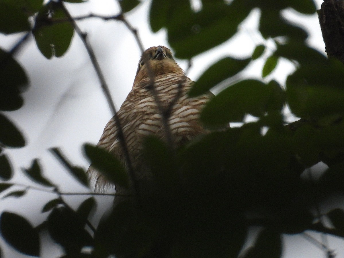 Eurasian Sparrowhawk - Hogun Cho