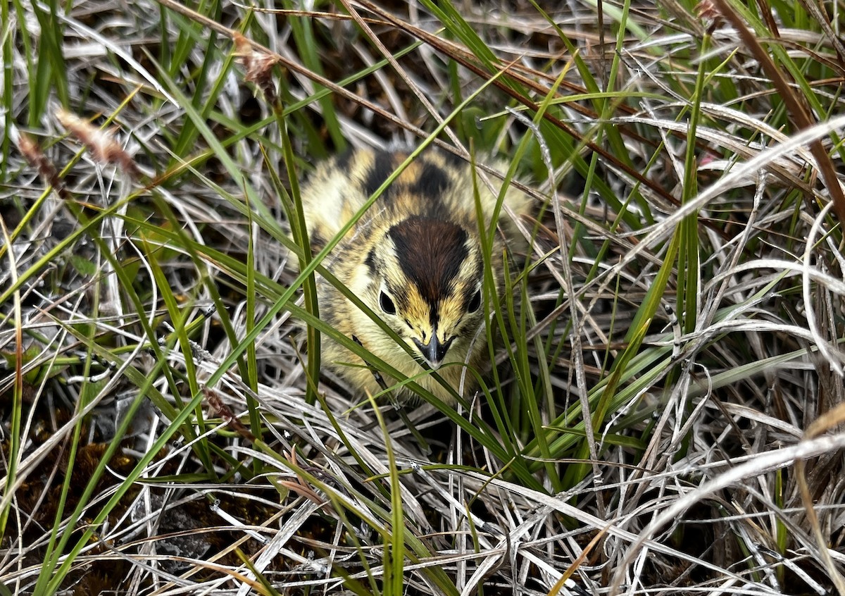 Willow Ptarmigan - ML621453491