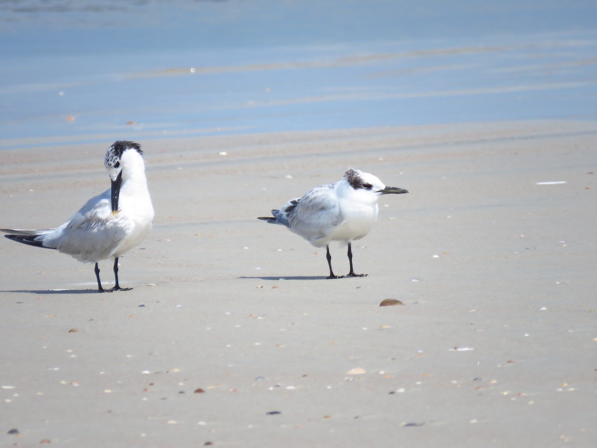 Sandwich Tern - ML621453534