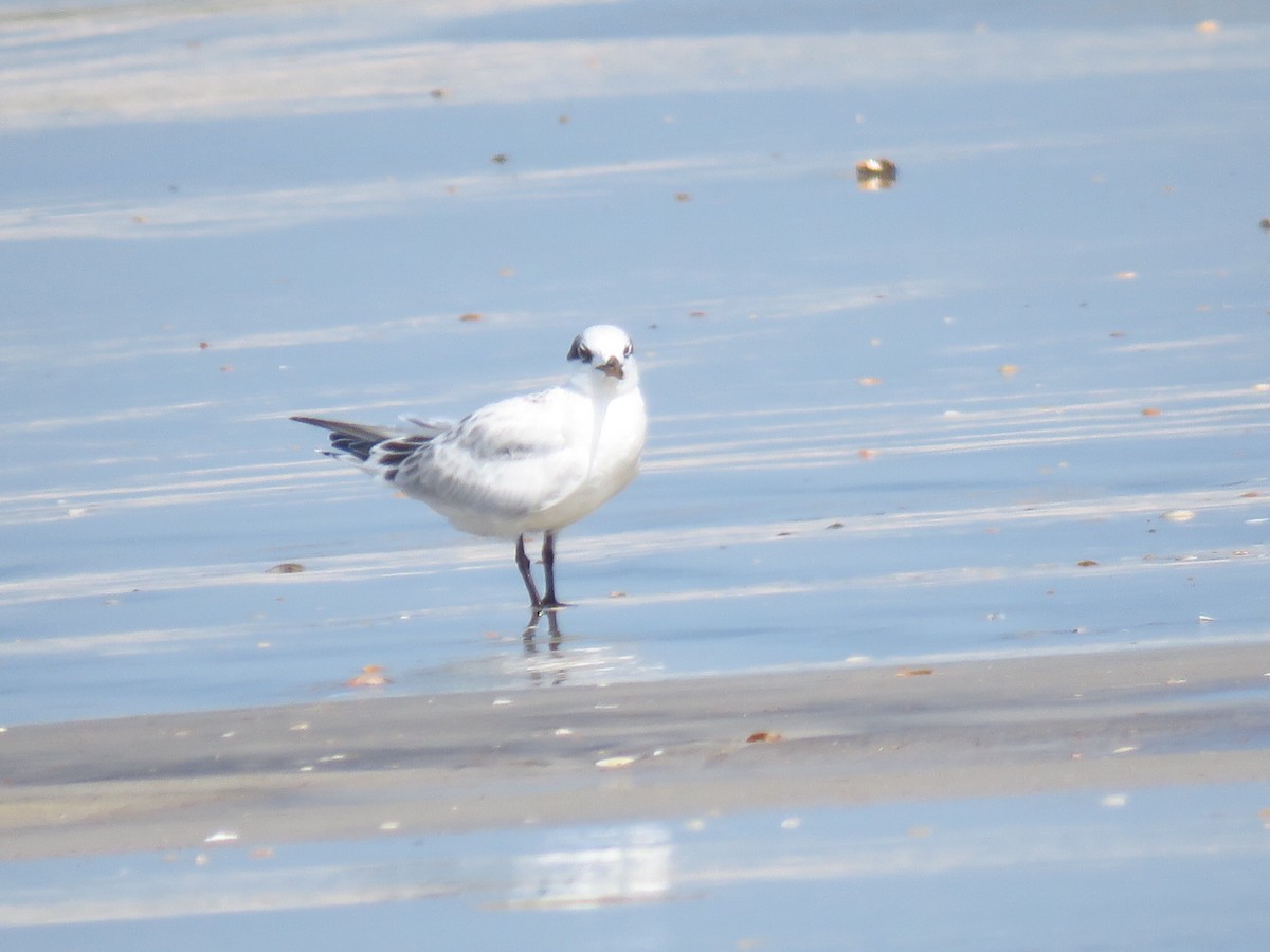 Sandwich Tern - ML621453535