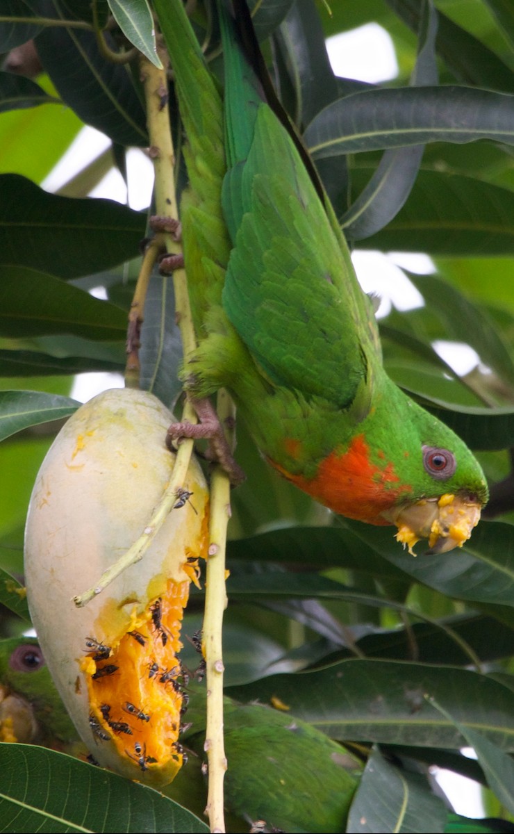 Green Parakeet - ML621453548