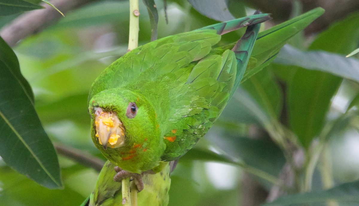 Green Parakeet - ML621453549