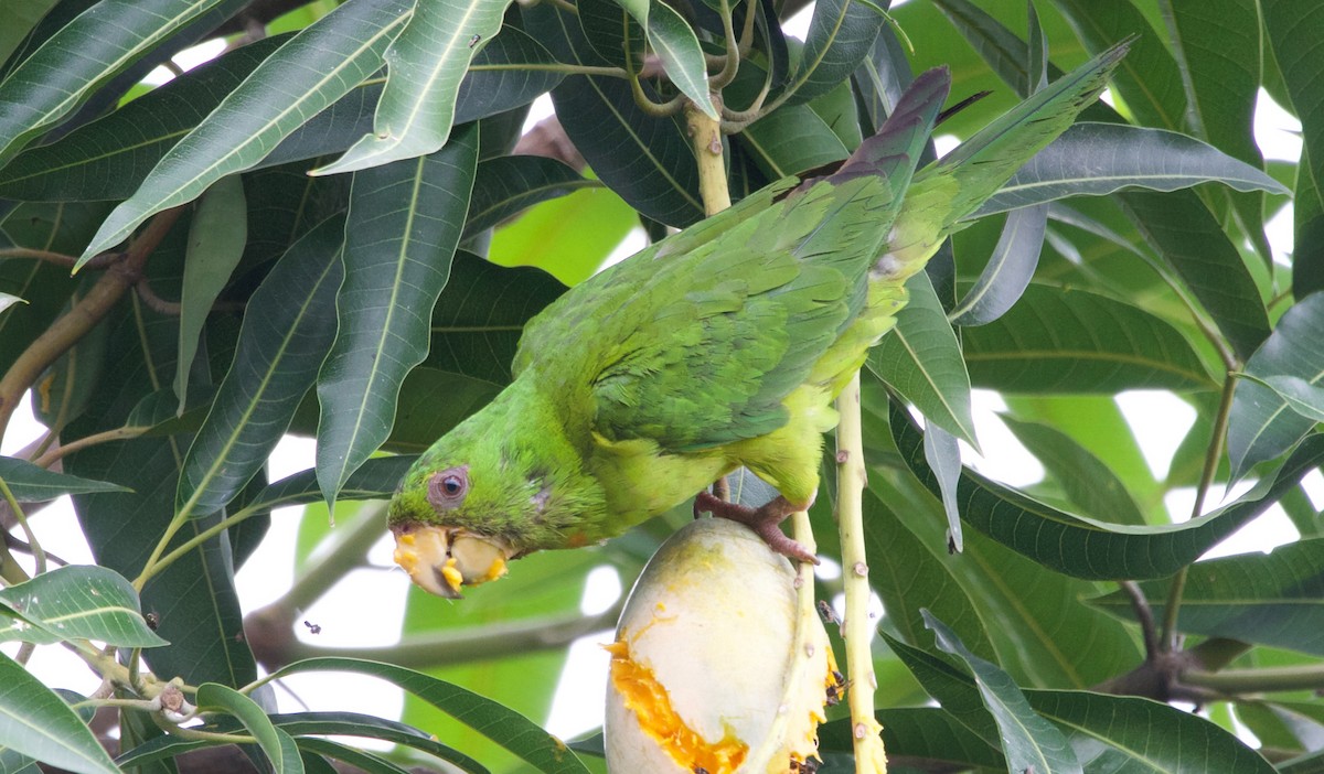 Green Parakeet - Gerson Josue Castellanos Portillo